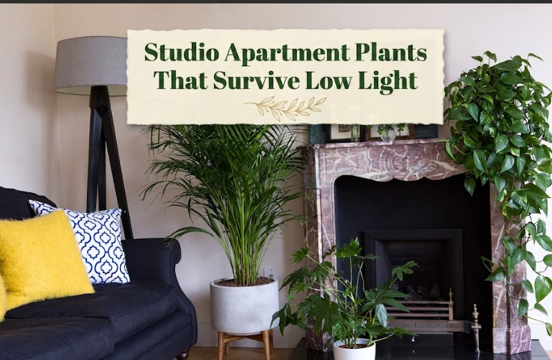 Studio Apartment Plants That Survive Low Light