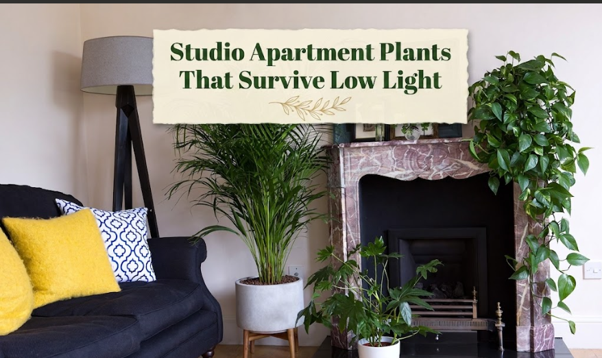Studio Apartment Plants That Survive Low Light